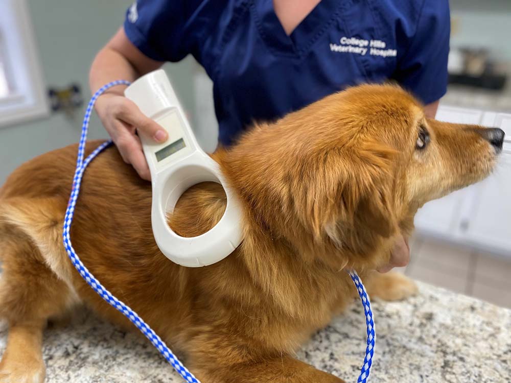 Dog getting microchip scanned.