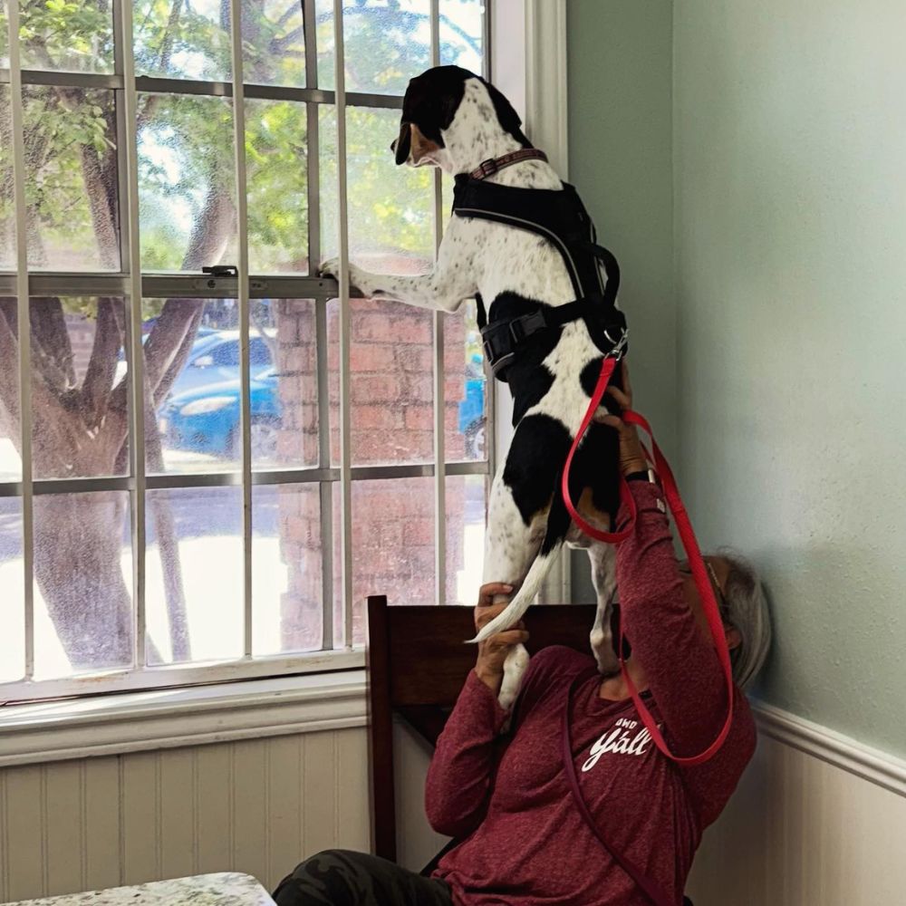 Dog looking out window.