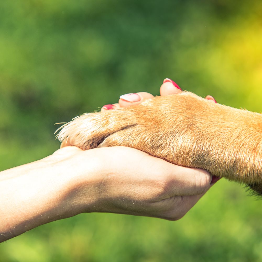 Dog paw, human hand