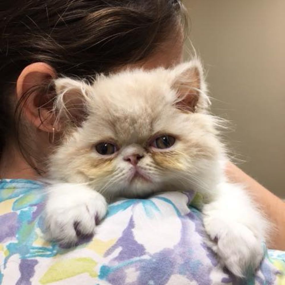 Fluffy kitten on shoulder