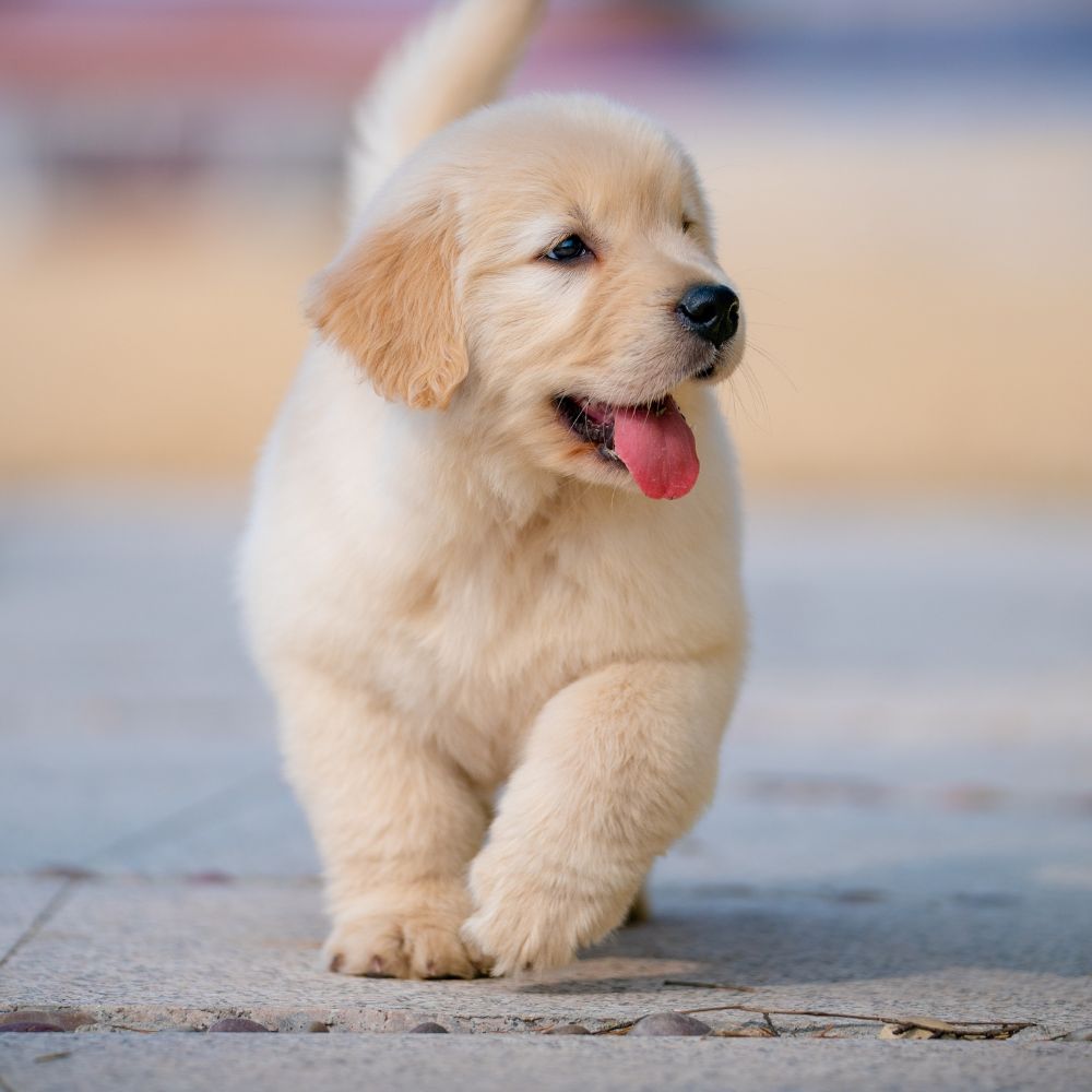 Golden Retriever puppy walking outdoors