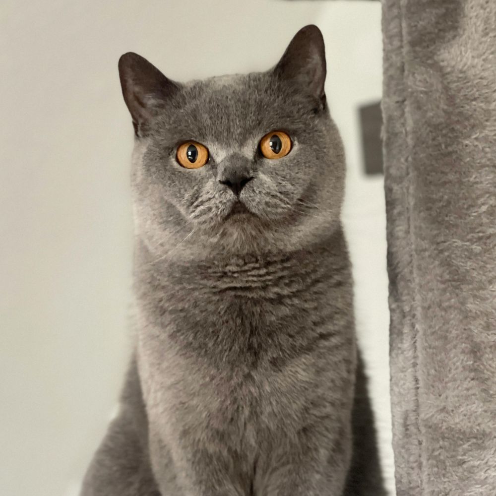 Grey cat, orange eyes