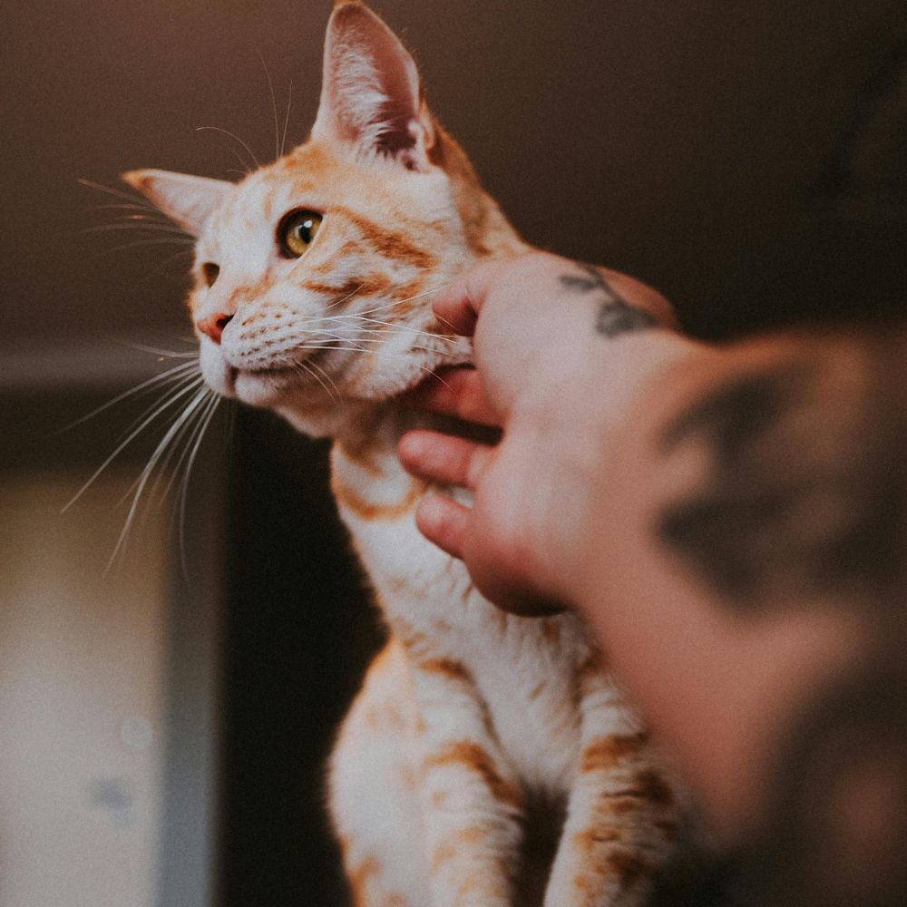 Hand petting an orange cat