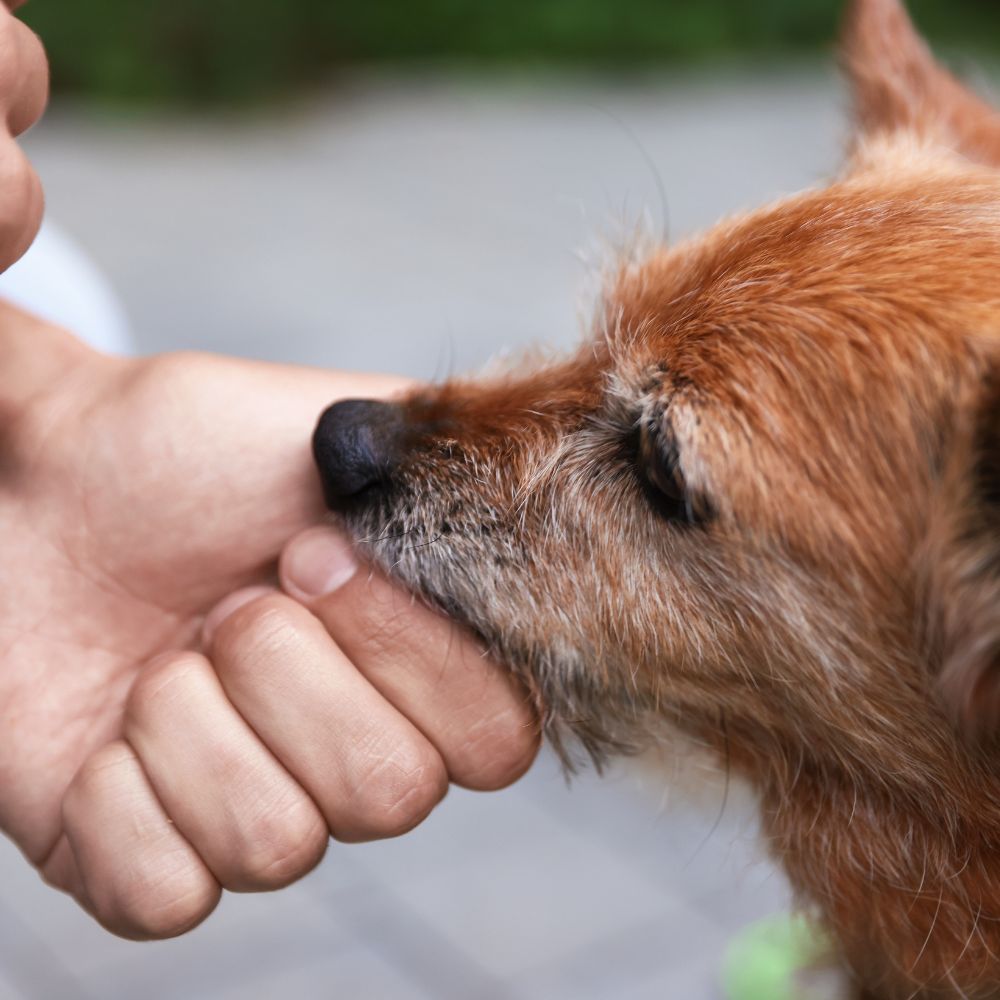 Hand petting dog's snout