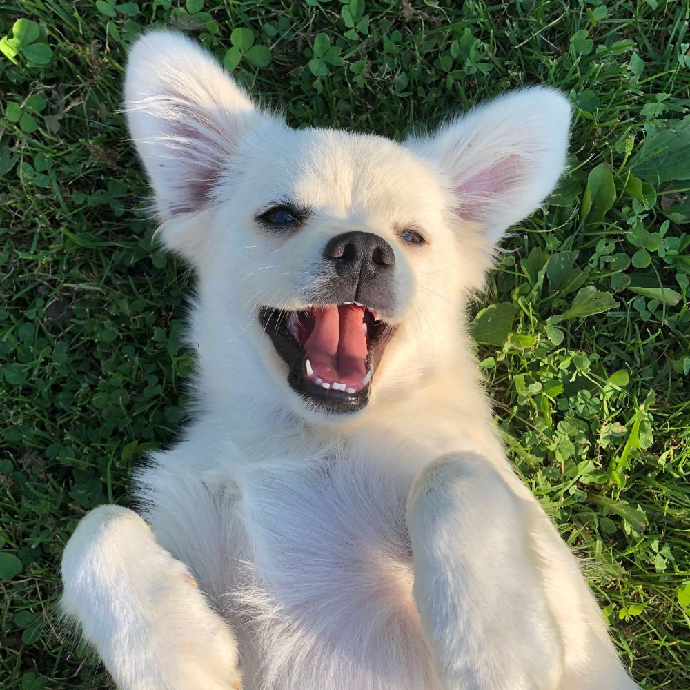 Happy white dog on grass
