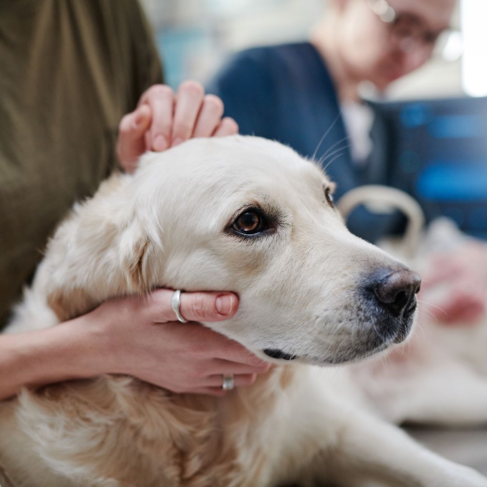 Human comforting golden retriever dog.