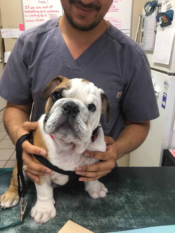 Man holding an English Bulldog