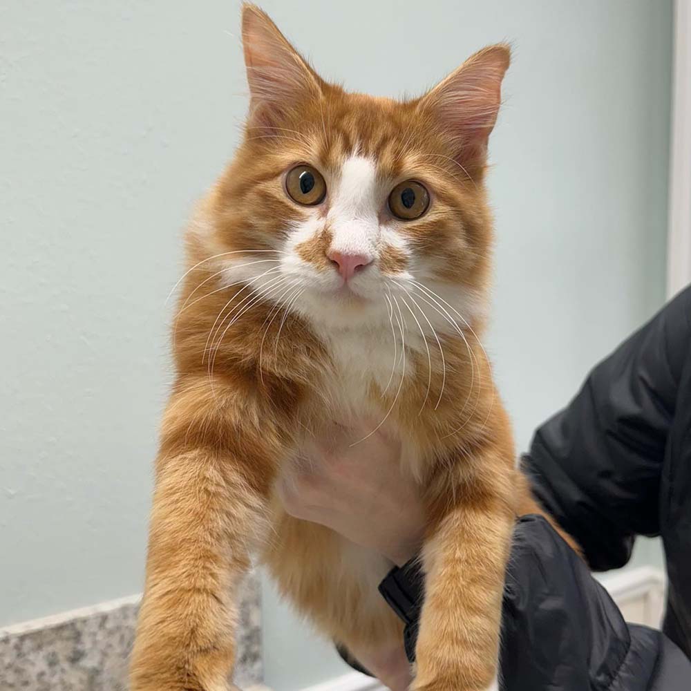 Orange and white cat held