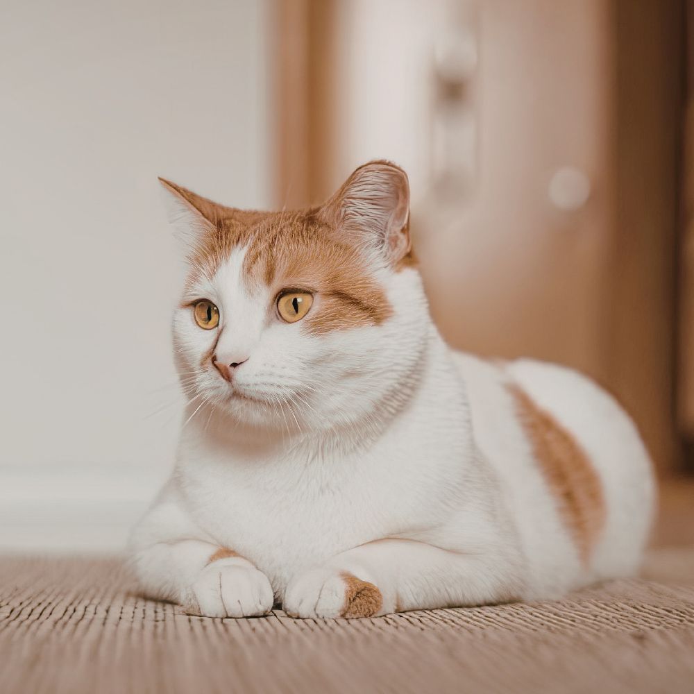 Orange and white cat lounging