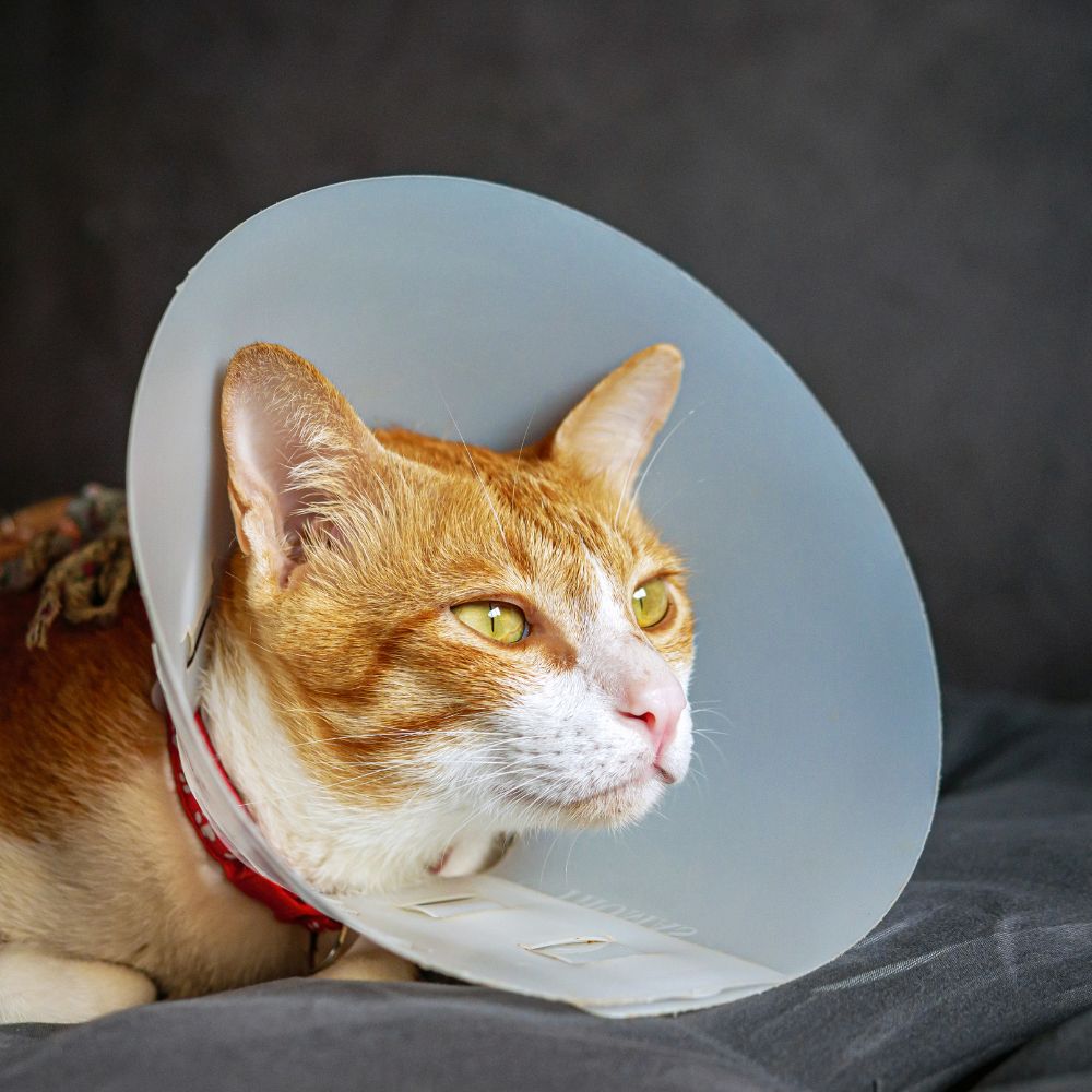 Orange cat in cone