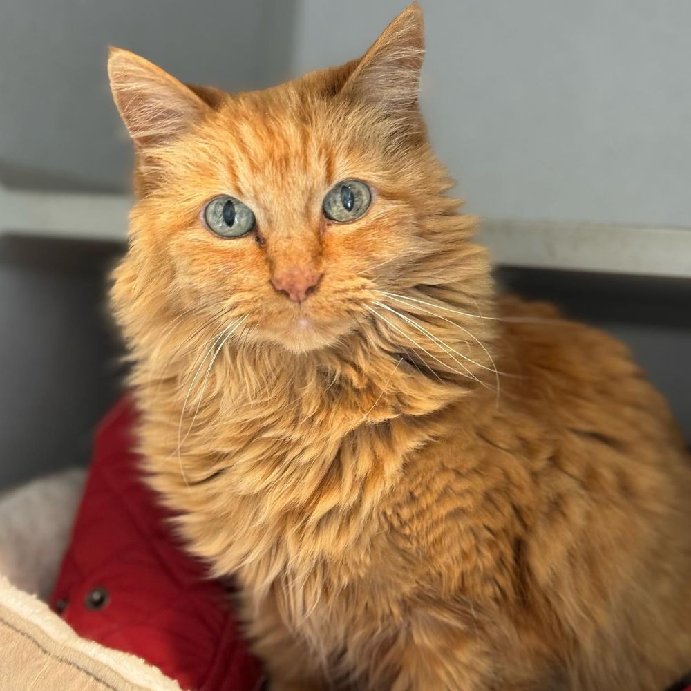 Orange cat with green eyes