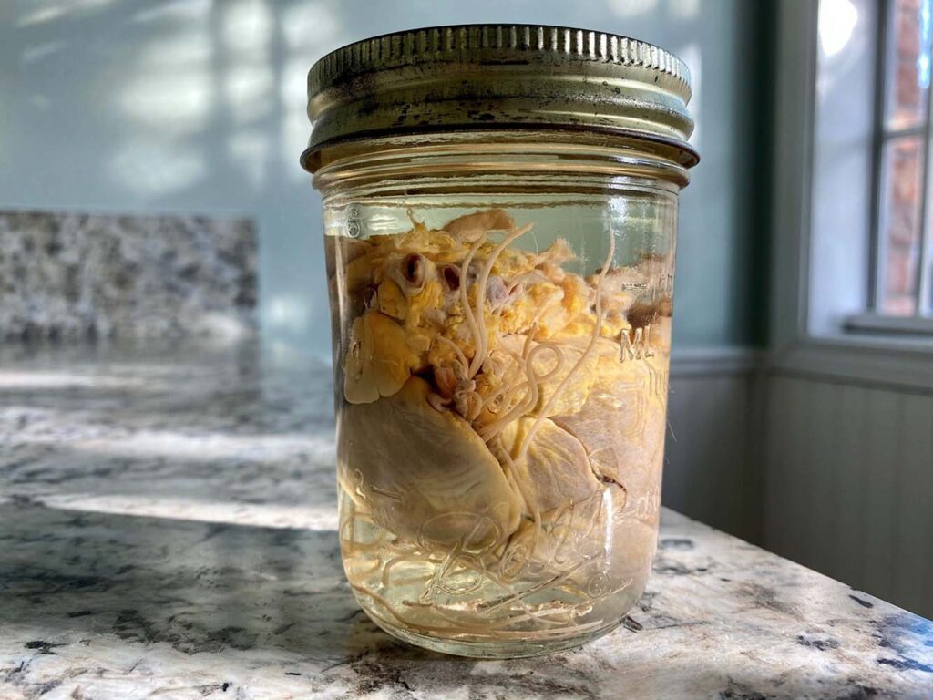 Parasite page Heartworm