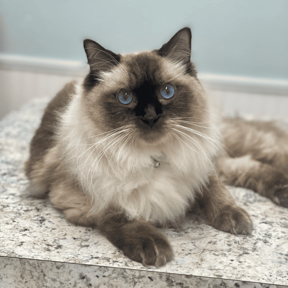 Ragdoll cat blue eyes