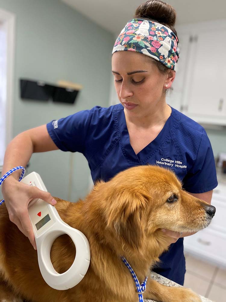Scanning dog microchip