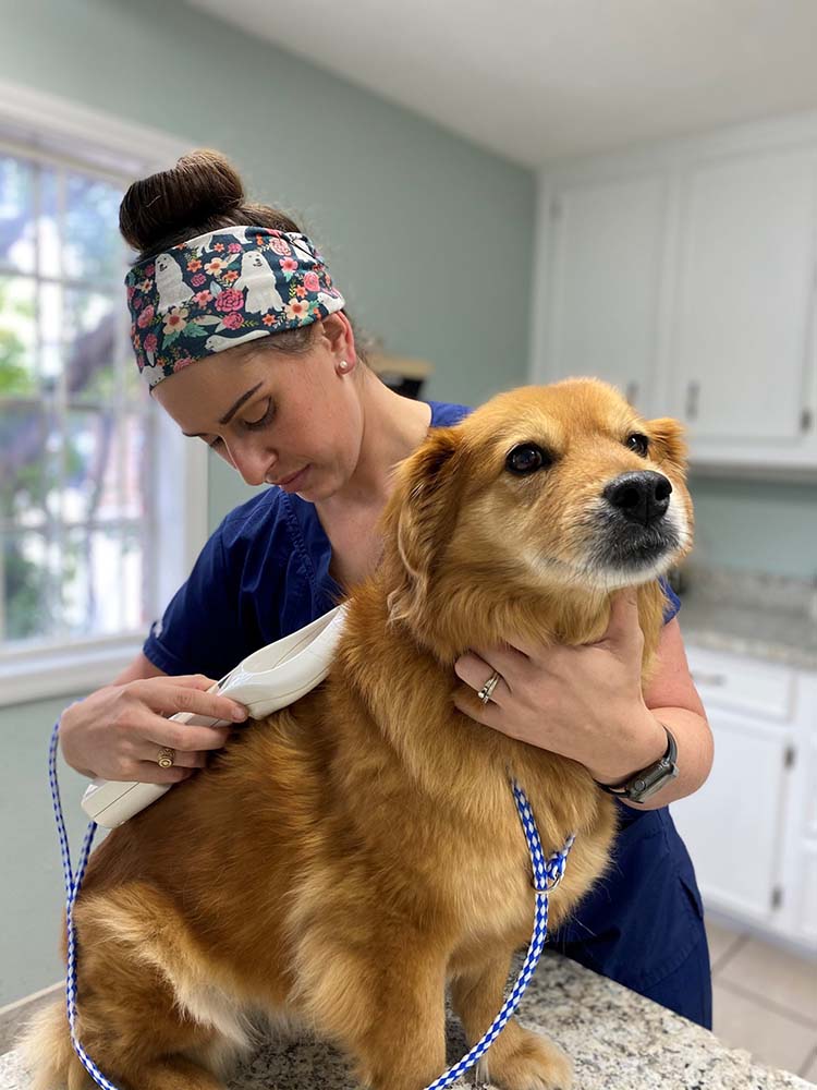 Vet examines golden dog.