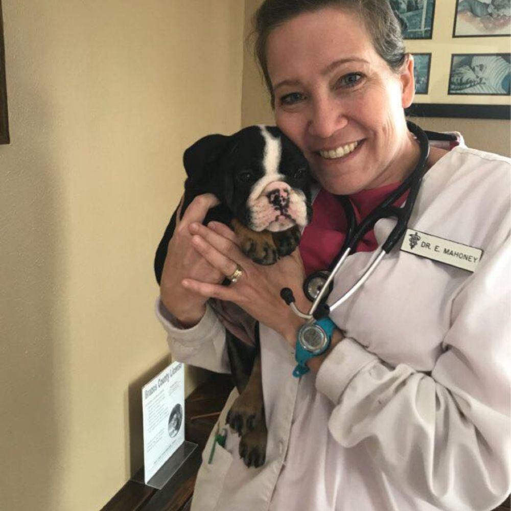 Vet holding bulldog puppy