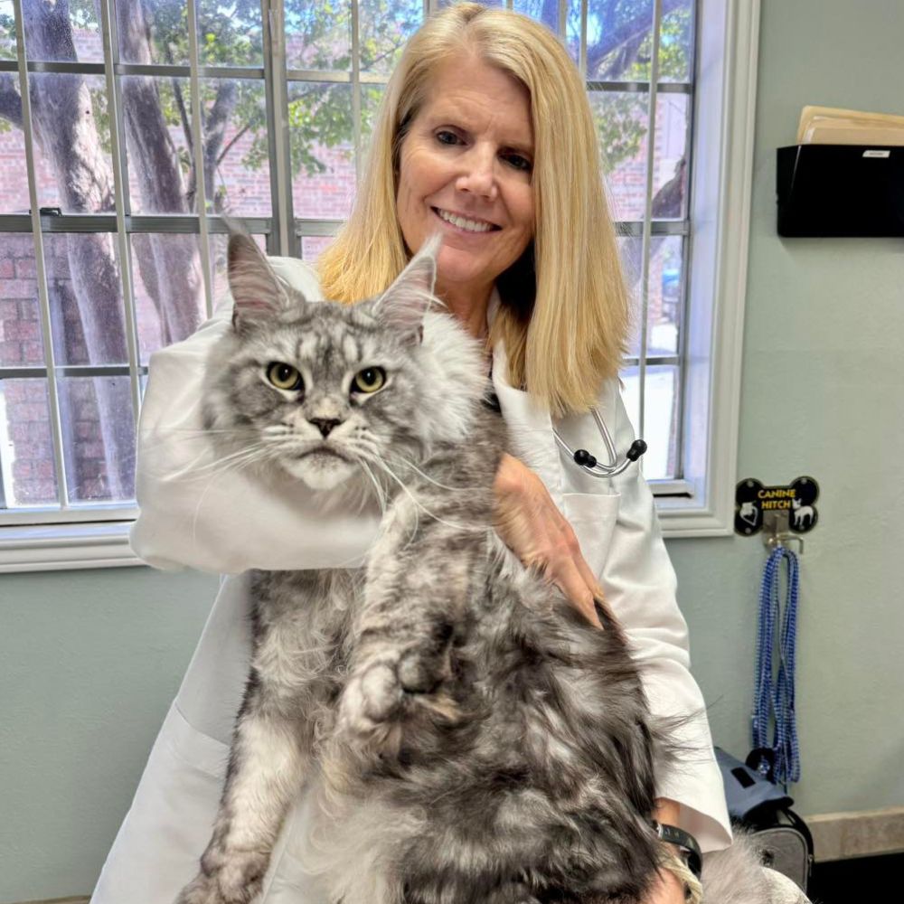 Vet holding fluffy Maine Coon