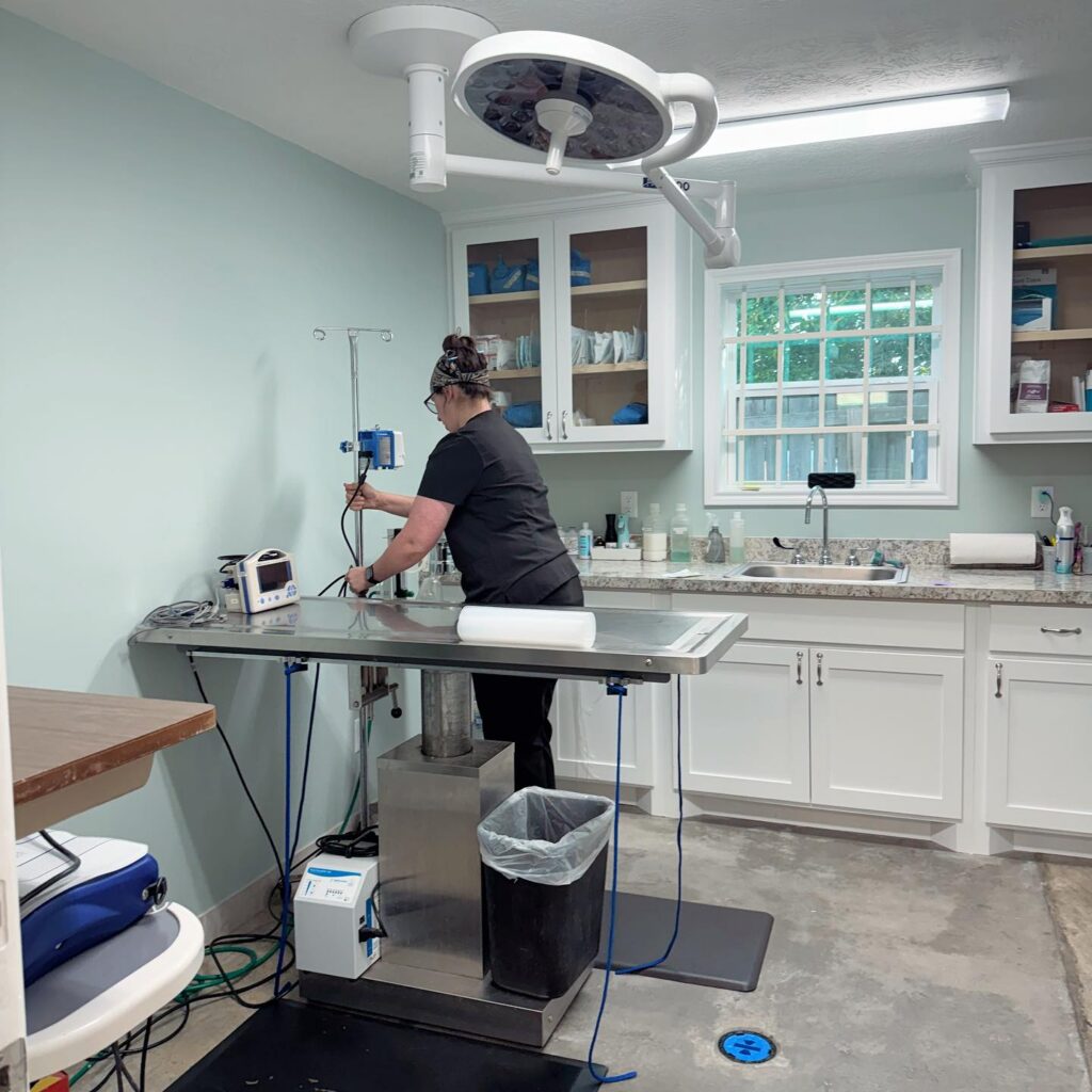 Vet preparing examination room
