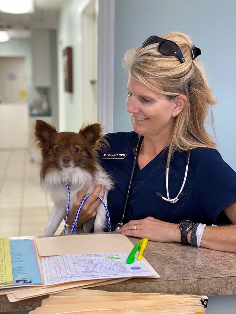 Veterinarian holding dog