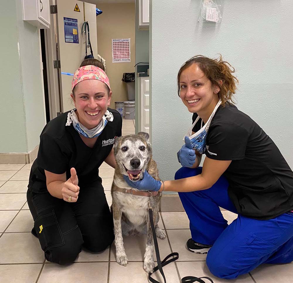 Veterinarians, happy dog, clinic