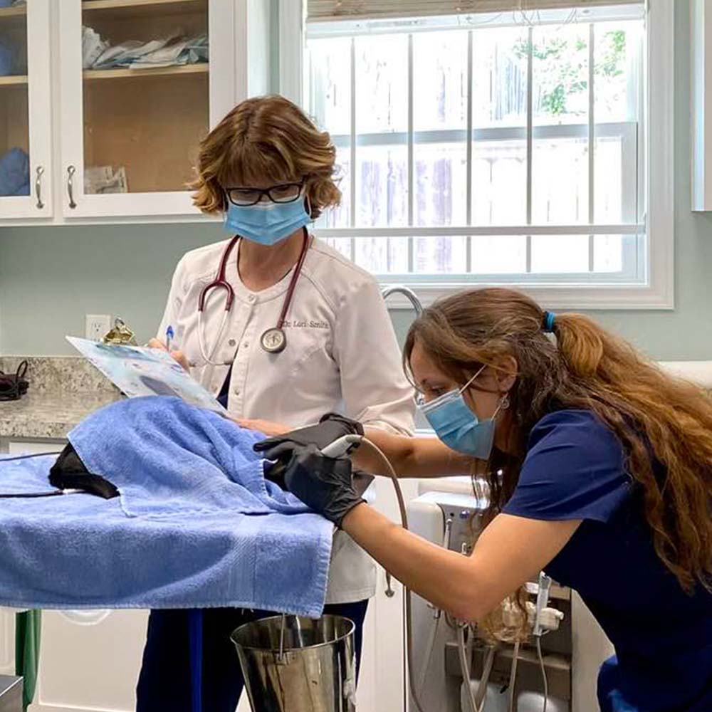 Vets examining animal, medical procedure