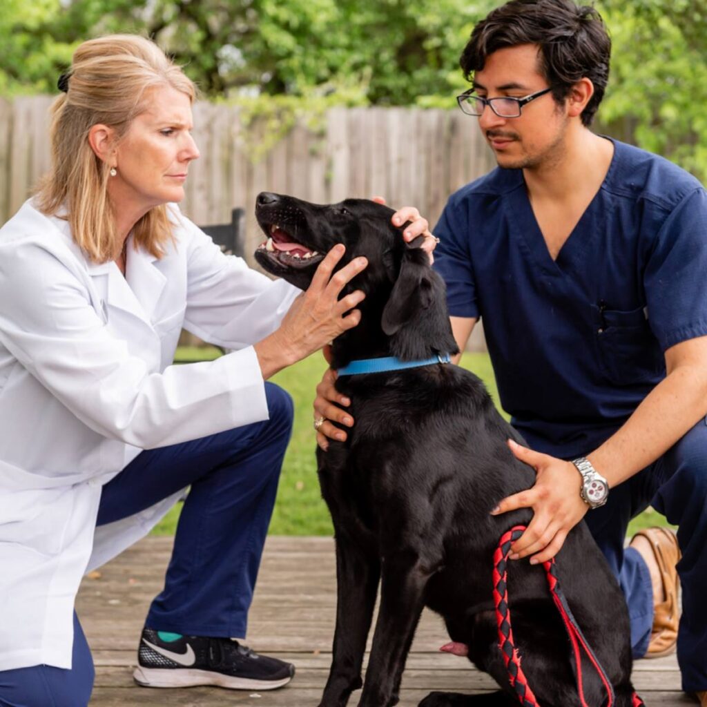 Vets examining happy black dog.