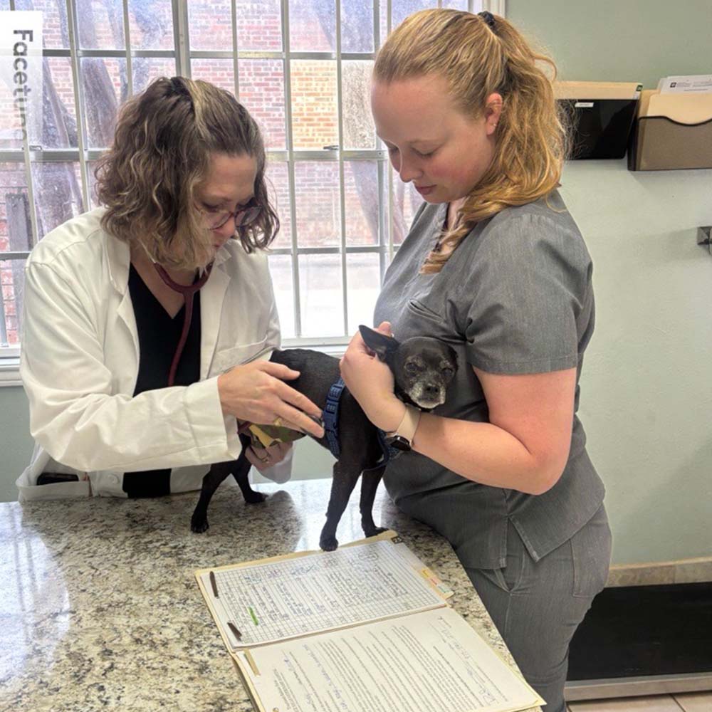 Vets examining small black dog