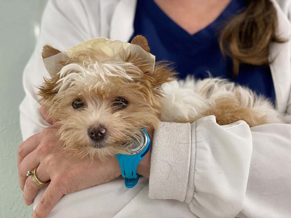 doc with small dog
