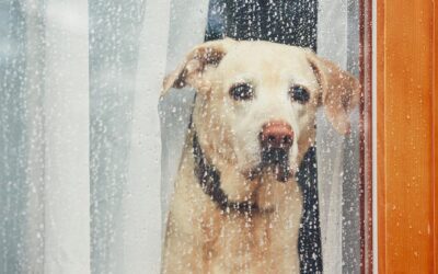 Winter Joint Pain in Dogs and Cats: How College Hills Veterinary Hospital Can Help