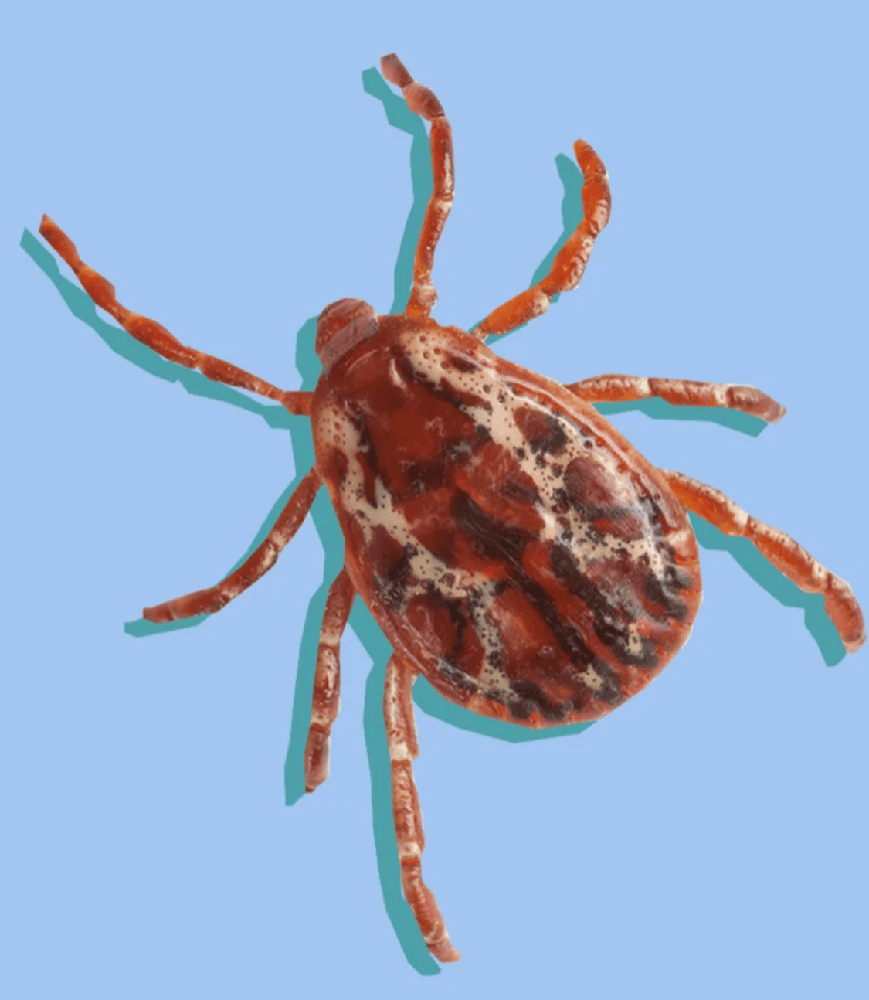 parasite page