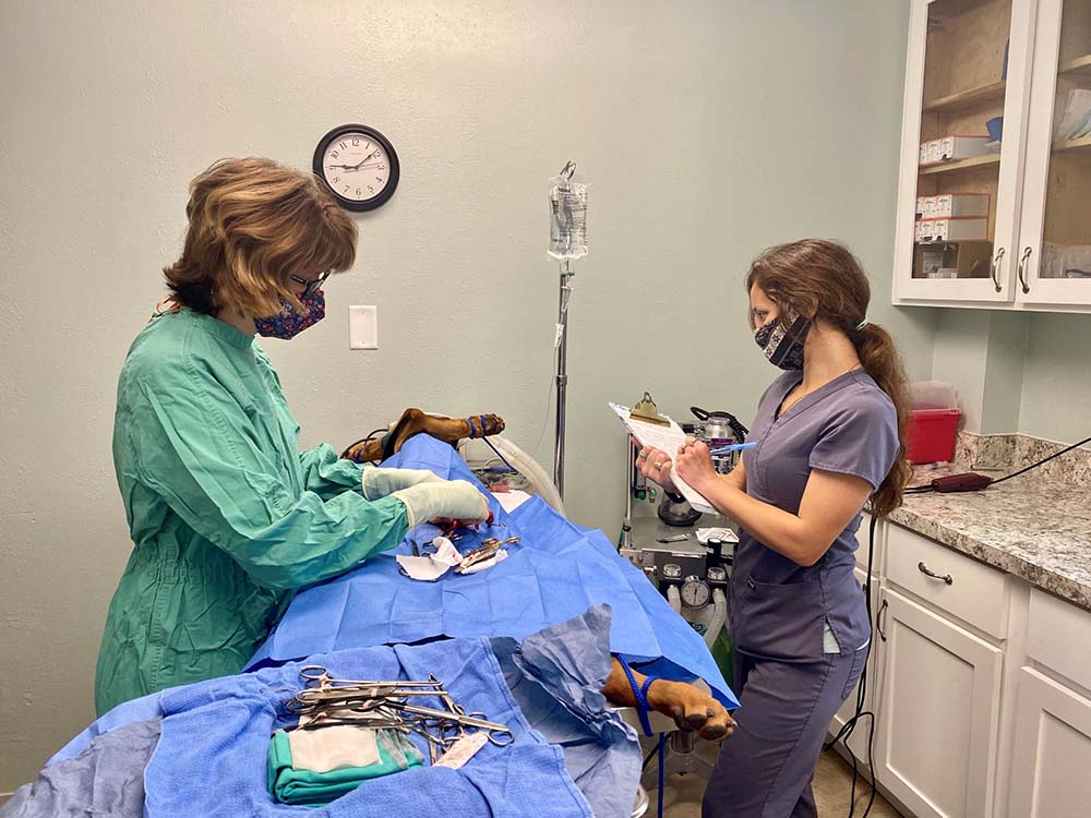 surgery at college hills vet