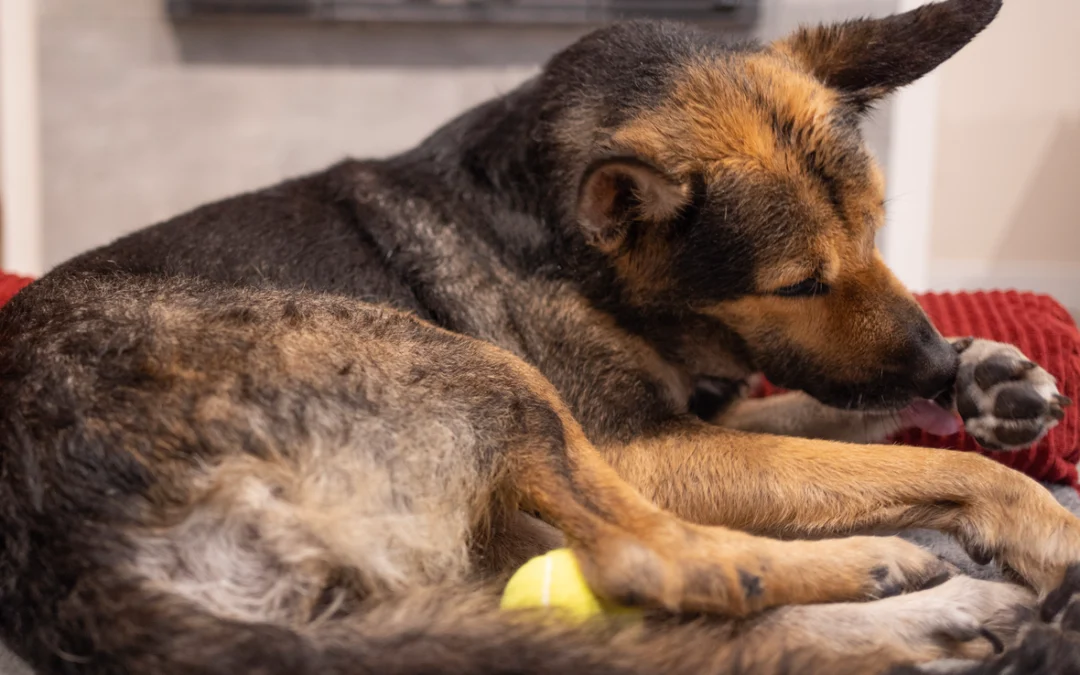 Why Is My Dog Licking Their Paws? Common Causes Explained